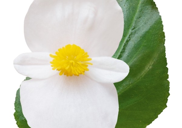 Begonia benariensis Big DeluXXe White Green Leaf