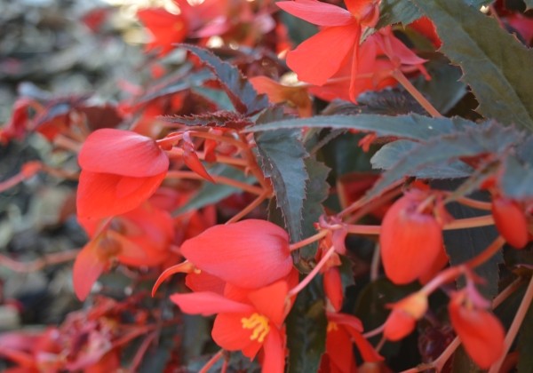 Begonia boliviensis Bellavista Dark Leaf Red