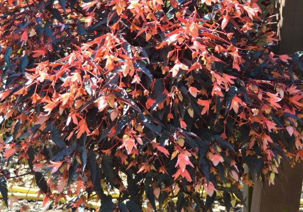 Begonia boliviensis Bellavista Dark Leaf Salmon