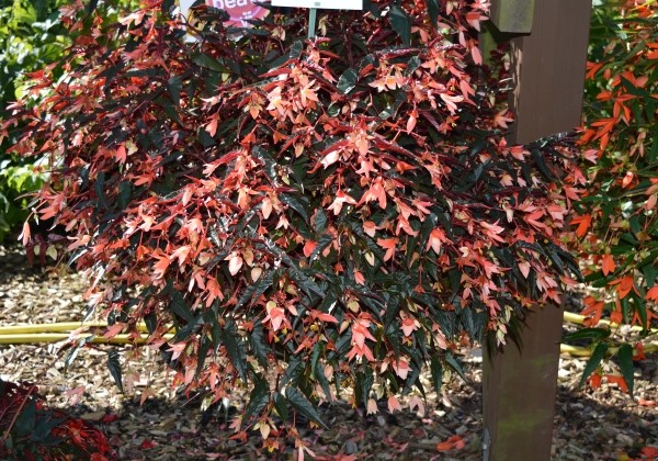 Begonia boliviensis Bellavista Dark Leaf Salmon