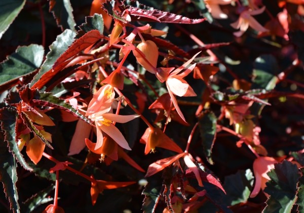 Begonia boliviensis Bellavista Dark Leaf Salmon