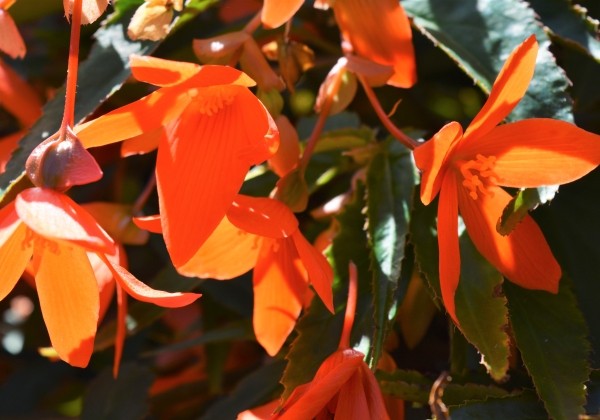 Begonia boliviensis Bellavista Deep Orange