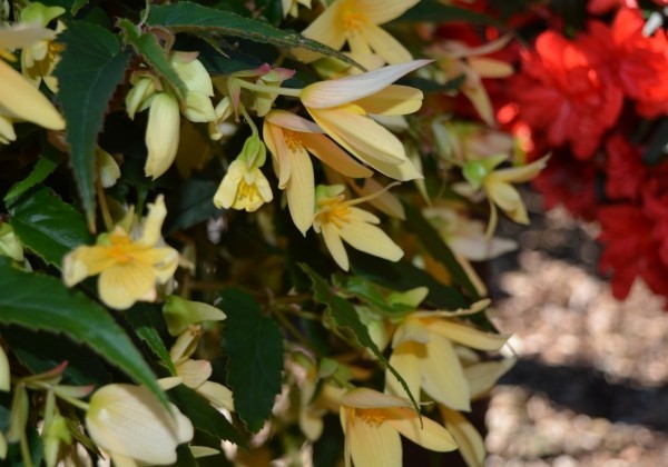 Begonia boliviensis Bellavista Lemon