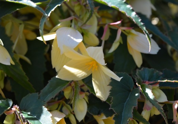 Begonia boliviensis Bellavista Lemon