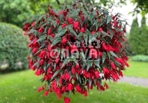 Begonia boliviensis Bellavista Red