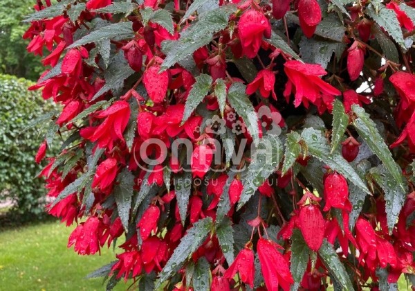 Begonia boliviensis Bellavista Red
