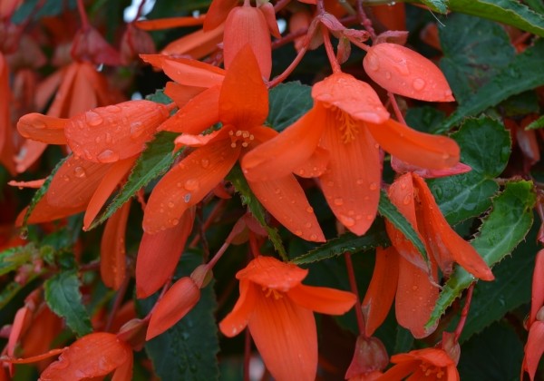 Begonia boliviensis La Paz Orange