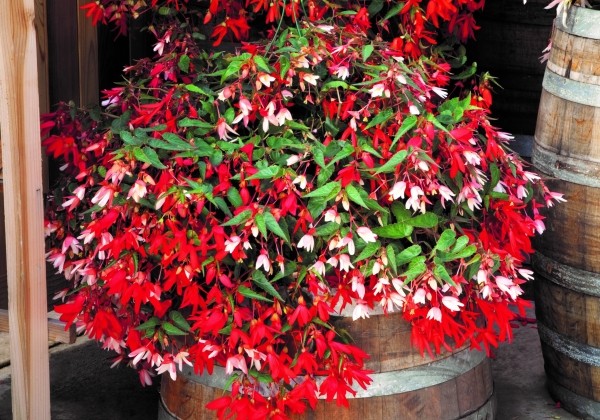 Begonia boliviensis La Paz Red