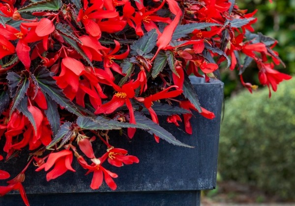 Begonia boliviensis La Paz Dark Leaf Red