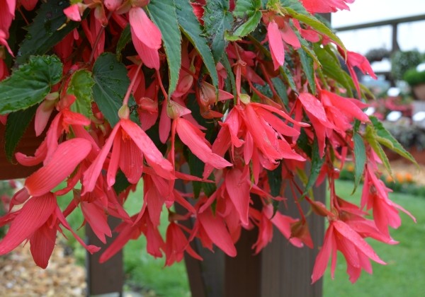 Begonia boliviensis La Paz Rose