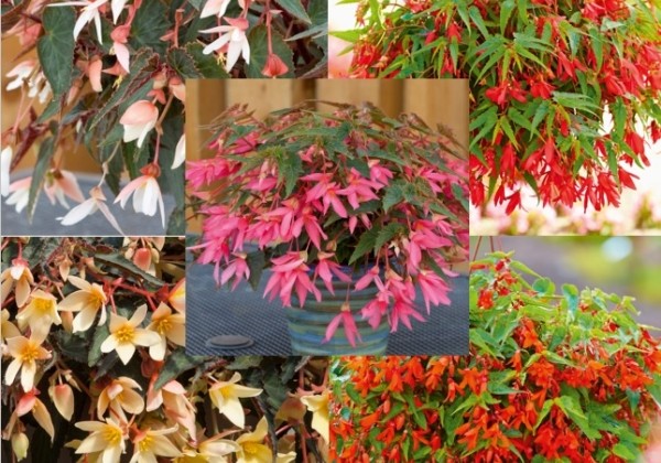 Begonia boliviensis La Paz Mix