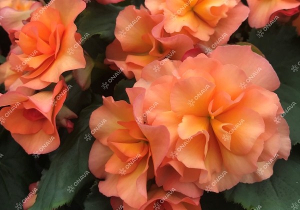 Begonia Sunpleasure Apricot