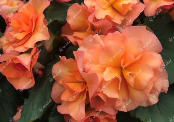 Begonia Sunpleasure Apricot