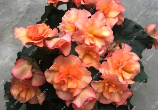 Begonia Sunpleasure Apricot