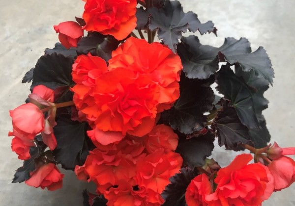 Begonia Sunpleasure Choco Orange