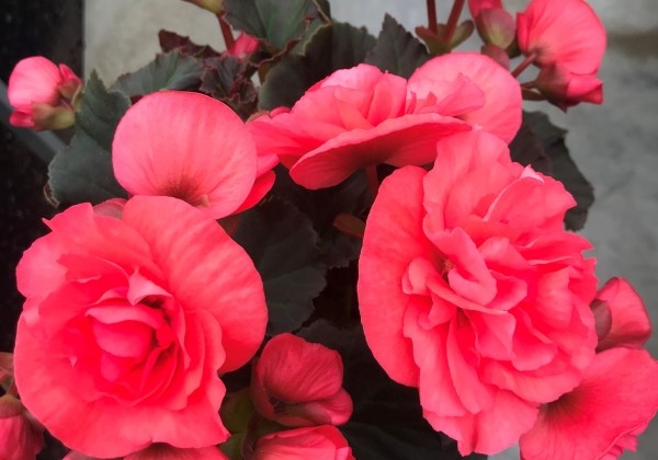 Begonia Sunpleasure Rose