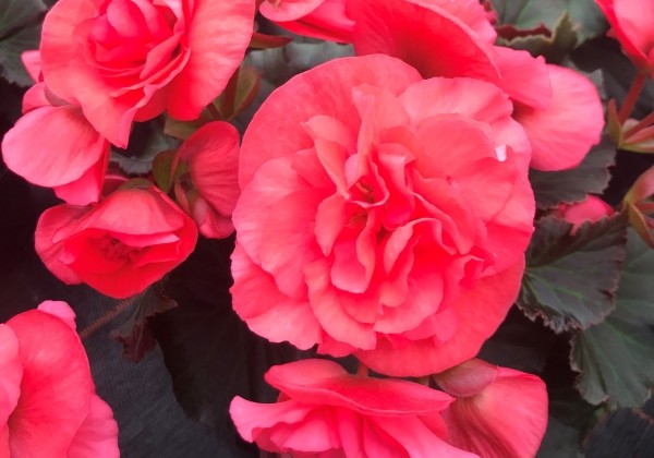 Begonia Sunpleasure Rose