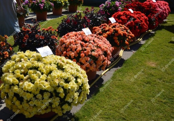 Begonia Sunpleasure Rose