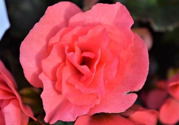 Begonia Sunpleasure Pink