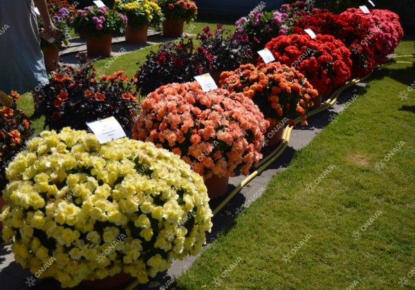 Begonia Sunpleasure Pink