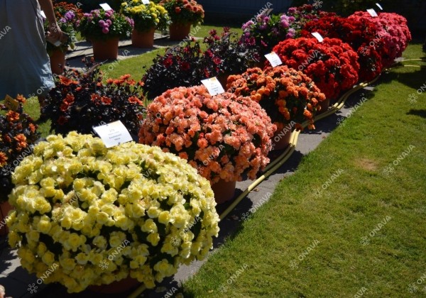 Begonia Sunpleasure Orange