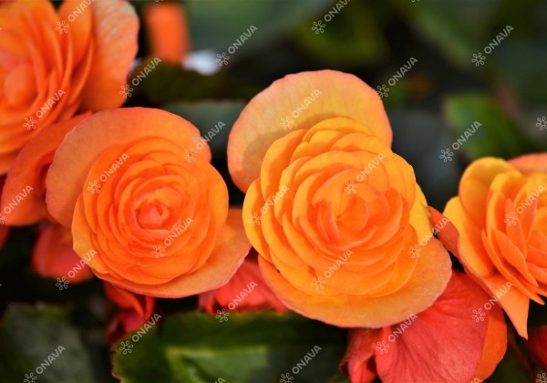 Begonia Sunpleasure Orange