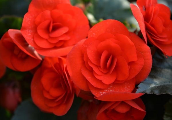 Begonia Sunpleasure Scarlet