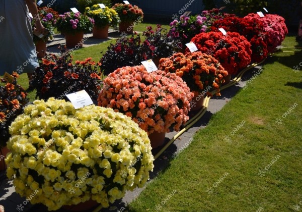 Begonia Sunpleasure Scarlet