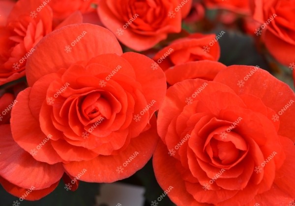 Begonia Sunpleasure Red