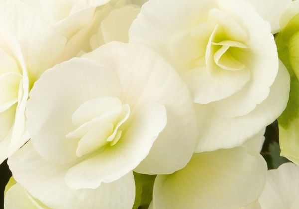 Begonia Sunpleasure White