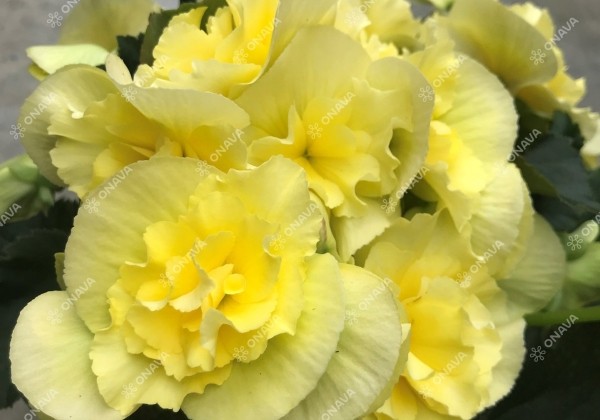 Begonia Sunpleasure Yellow