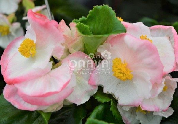 Begonia hybrida Atlas Bicolor Rose