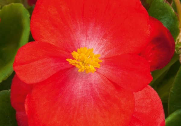 Begonia hybrida Atlas Red
