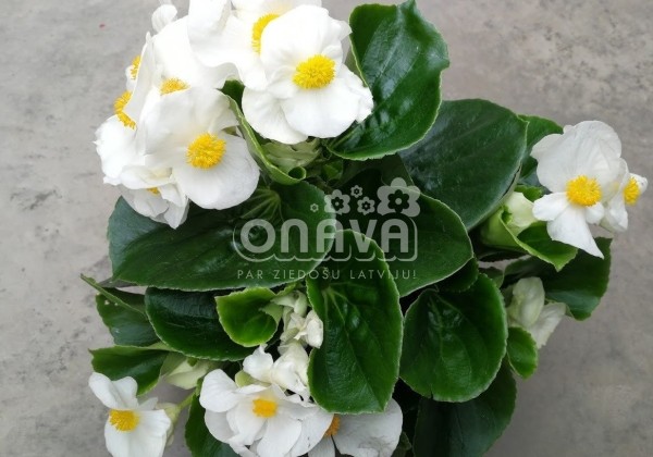 Begonia hybrida Atlas White