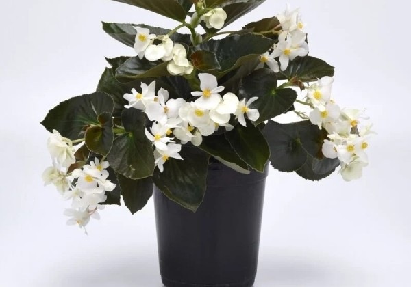 Begonia hybrida Dragon Wing Bronze Leaf White