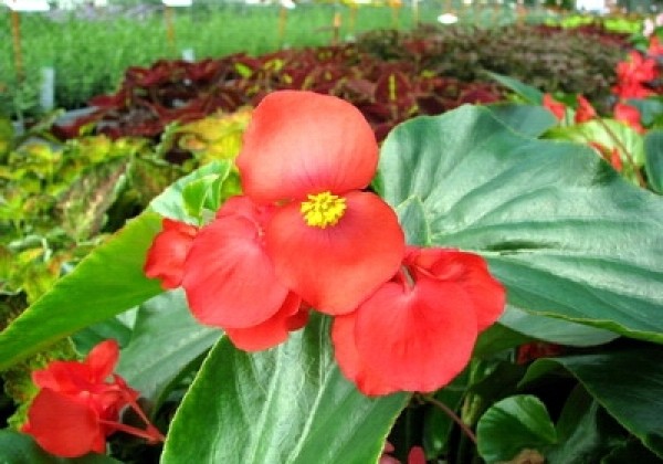 Begonia hybrida Dragon Wing Red