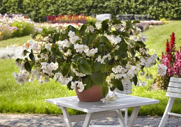 Begonia hybrida Dragon Wing White
