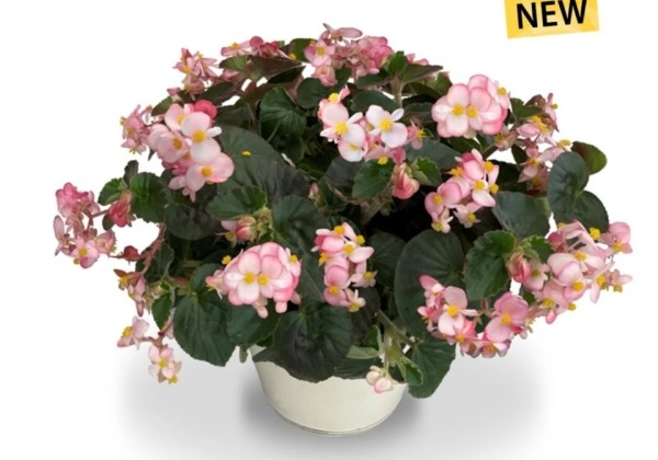 Begonia hybrida Wookie Pink Splash