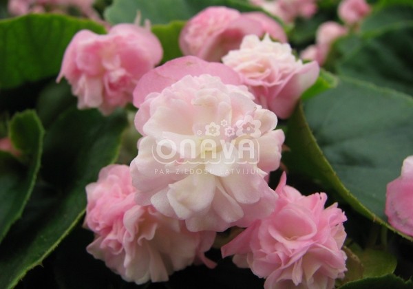 Begonia semperflorens Paso Doble Candy Pink