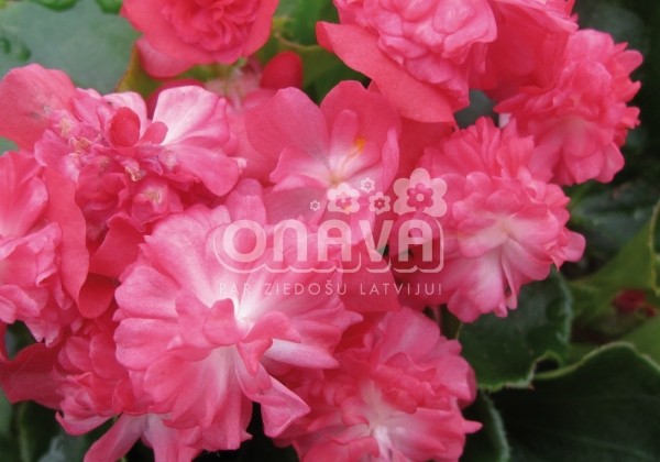 Begonia semperflorens Paso Doble Cherry Red