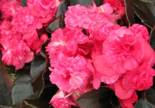 Begonia semperflorens Doublet Red