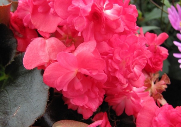 Begonia semperflorens Doublet Red