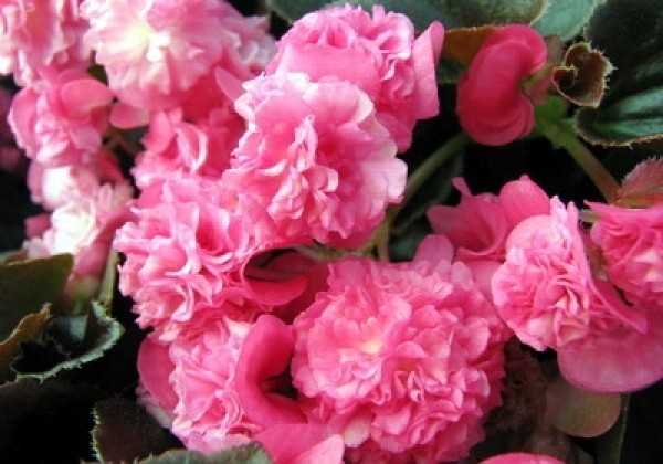 Begonia semperflorens Doublet Rose