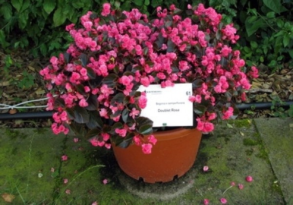 Begonia semperflorens Doublet Rose