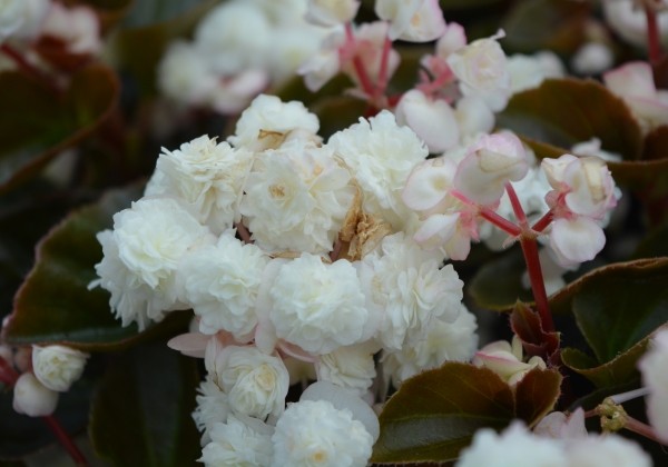 Begonia semperflorens Doublet White