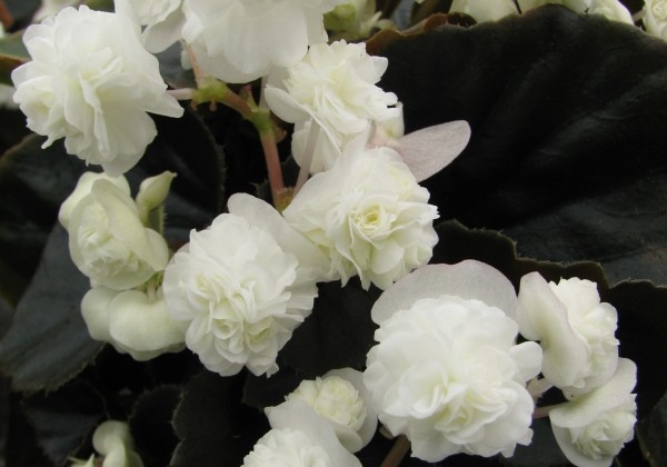 Begonia semperflorens Doublet White