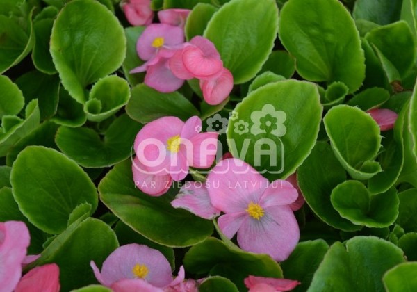 Begonia semperflorens Brasil Pink