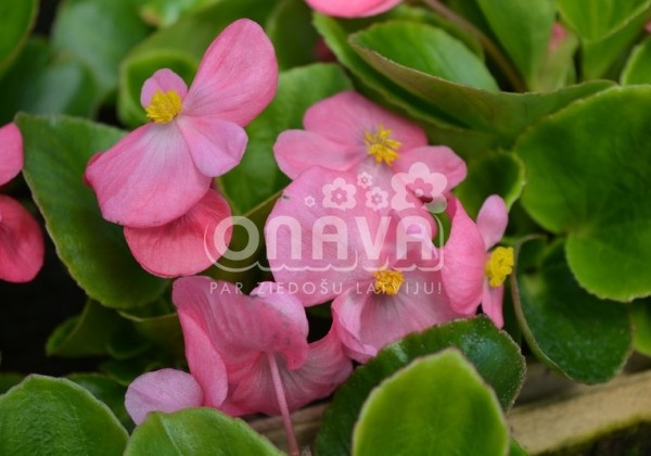 Begonia semperflorens Brasil Pink