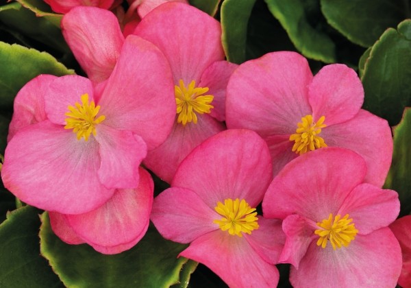 Begonia semperflorens Brasil Rose