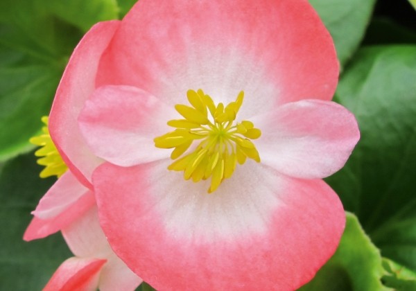 Begonia semperflorens Brasil Rose Blush
